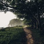 Trilha estreita coberta por neblina atravessa uma floresta litorânea densa e segue em direção ao mar.