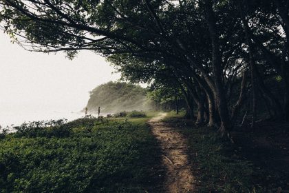Trilha estreita coberta por neblina atravessa uma floresta litorânea densa e segue em direção ao mar.