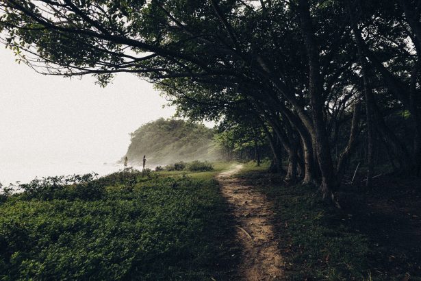 Trilha estreita coberta por neblina atravessa uma floresta litorânea densa e segue em direção ao mar.