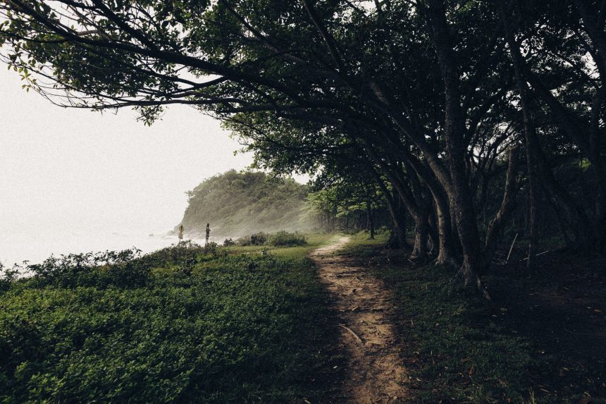 Trilha estreita coberta por neblina atravessa uma floresta litorânea densa e segue em direção ao mar.